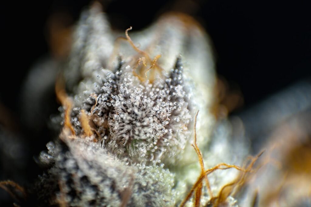 The Art of Drawing Readers In: Your attractive post title goes here Detailed macro shot of cannabis bud trichomes glistening.